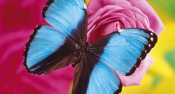 Allgäuer Schmetterlings-Erlebniswelt Gutschein 2 für 1 Coupon Ticket