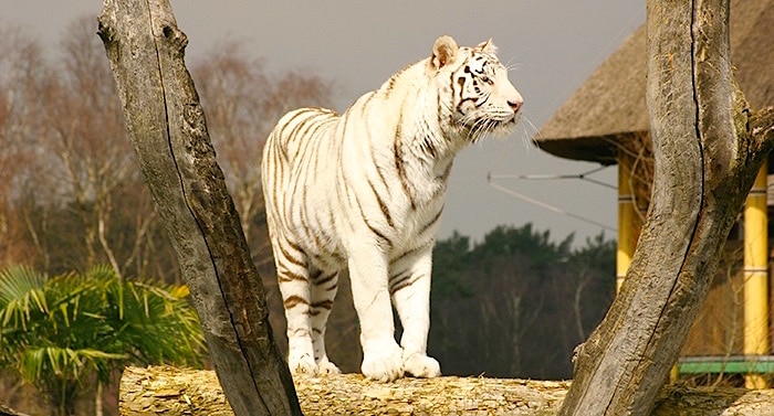 Zoo Safaripark Stukenbrock Gutschein