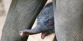 Tierpark Hagenbeck Elefant