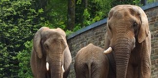 Zoo Wuppertal Elefant