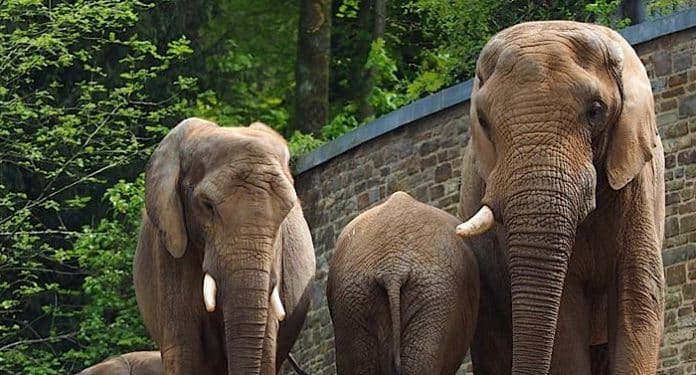 Zoo Wuppertal Elefant