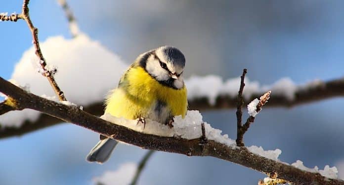 Weltvogelpark Walsrode Winter Fütterung