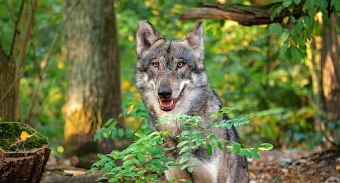 Wolfcenter Dörverden Gutschein Gewinnspiel