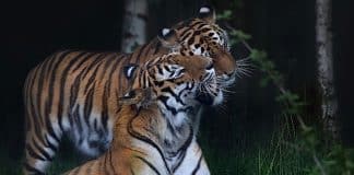 Walter Zoo Sibirische Tiger