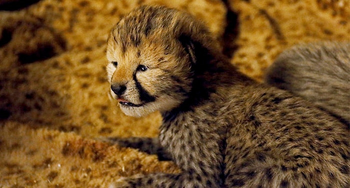 Zoo Safaripark Stukenbrock Gepard Baby