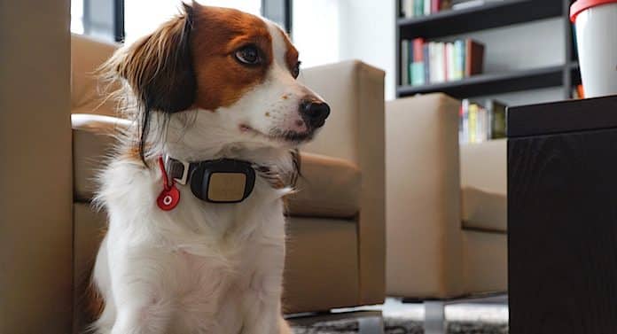 Vodafone GPS Hundehalsband