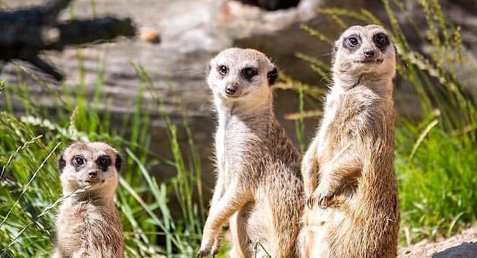 Zoo Hoyerswerda Rabatt Rabattaktion Tierparks Sachsen