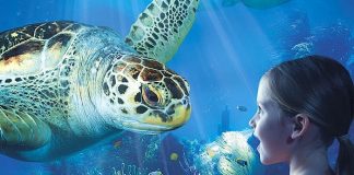 Ferrero Familienfreizeit Gewinnspiel Sea Life Sydney