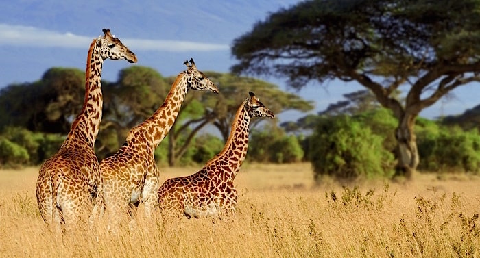 Safariland Stukenbrock Gutschein