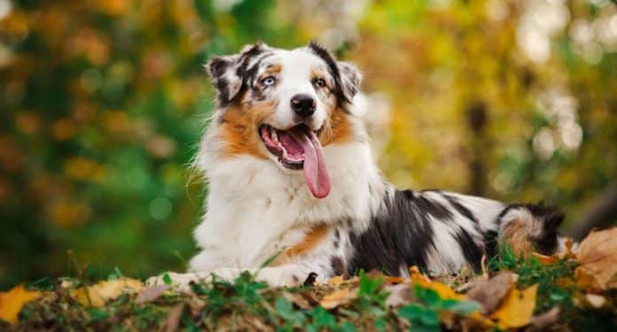 Eukanuba Hundefutter Produktprobe kostenlos