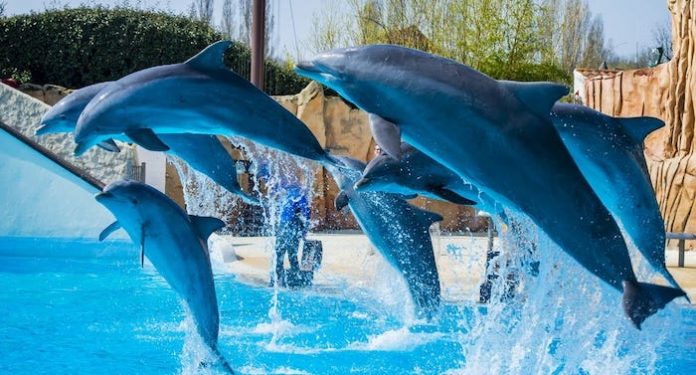 Frankreich: Verbot neuer Delfin- und Killerwal-Shows angekündigt