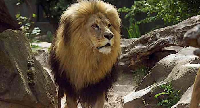 Zoo Halle: Versorgung der Tiere Grund für Schließung