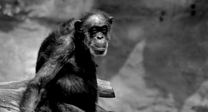 ZOOM Erlebniswelt: Schimpansen-Oma „Sita“ verstorben