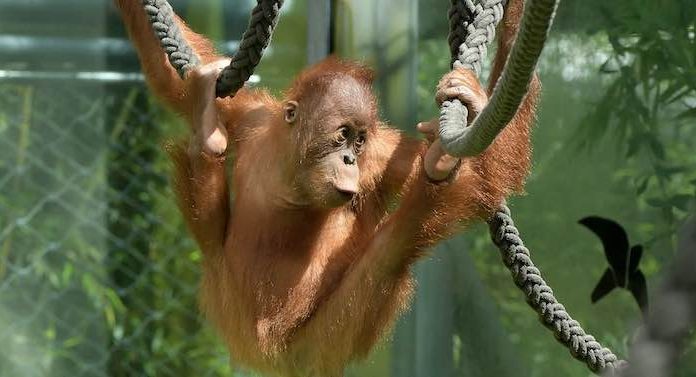 Corona Lockdown: Zoos in Bayern machen Millionenverluste
