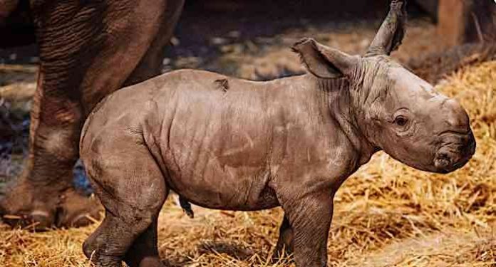 Zoo Erfurt: Kleines Nashorn sucht großen Namen