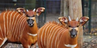 Corona-Pandemie: Finanzloch bei der Münsterländer Zoos