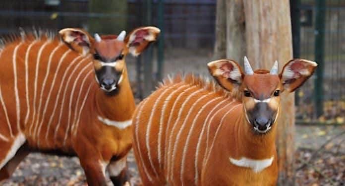 Corona-Pandemie: Finanzloch bei der Münsterländer Zoos