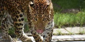 Tierpark Hagenbeck: Seltene Leoparden aus Südkorea eingetroffen