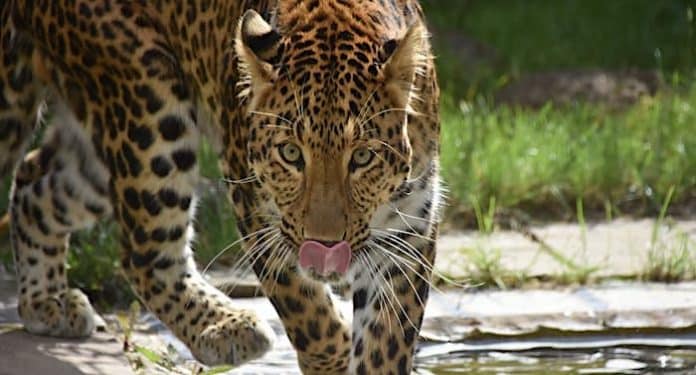 Tierpark Hagenbeck: Seltene Leoparden aus Südkorea eingetroffen