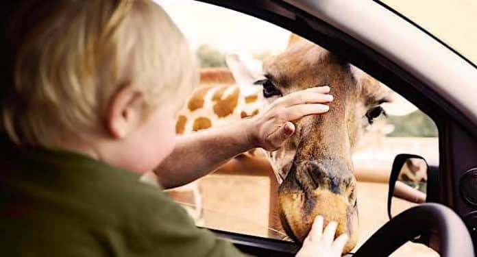 Safariland Stukenbrock: Auto-Safari startet am 26. Februar 2021