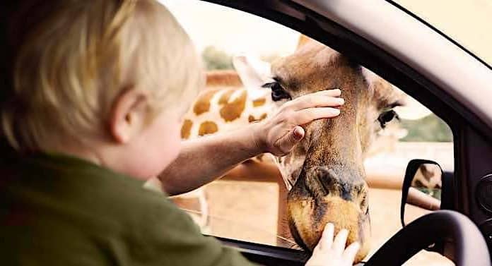 Safariland Stukenbrock: Auto-Safari startet am 26. Februar 2021