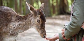 Corona: Zoos und Tierparks in Niedersachsen wollen öffnen
