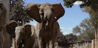 Serengeti Park Saisonstart 2021 für den 8. März geplant