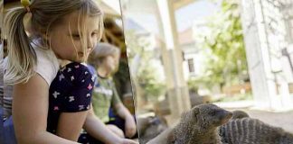 Tierpark Görlitz: Dank Corona-Schnelltests wieder Besucher im Zoo