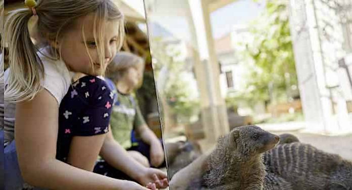 Tierpark Görlitz: Dank Corona-Schnelltests wieder Besucher im Zoo