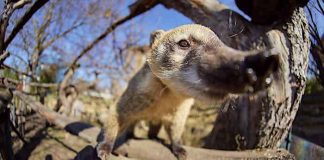 Zoo Dresden: Corona-Schnelltests für Besucher an Wochenenden