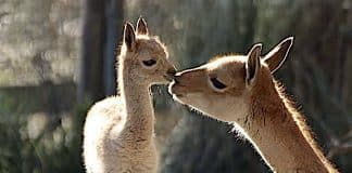 Zoo Osnabrück: „Maiabende“ mit 50 Prozent Rabatt auf Eintrittspreis
