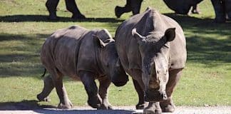 Serengeti-Park: 50 Prozent Rabatt für alle Besucher am Wochenende