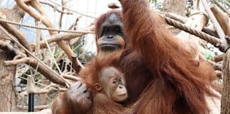 Ratgeber: Gilt eine Mutter mit Kindern ohne Mann im Zoo als Familie?