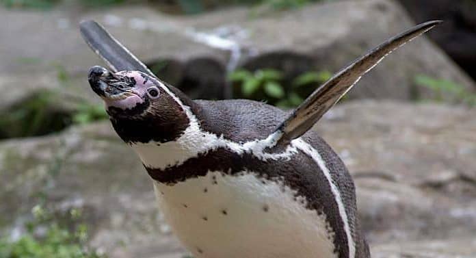 Zoo Berlin: Finanzielle Rettung durch die Stadt hat ihren Preis