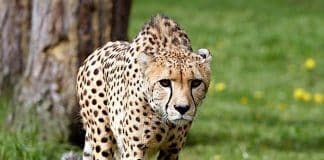 Serengeti-Park: „Dschungel-Pendel“ als Neuheit der Saison 2021
