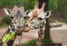 Zoo Hannover: Kinder Freikarte als Dank für Corona-Impfung