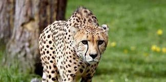 Serengeti-Park Gutschein Gutscheincode mit 50 Prozent Rabatt