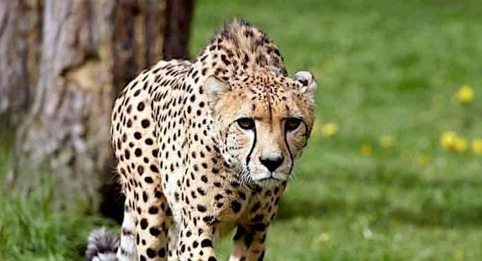 Serengeti-Park Gutschein Gutscheincode mit 50 Prozent Rabatt