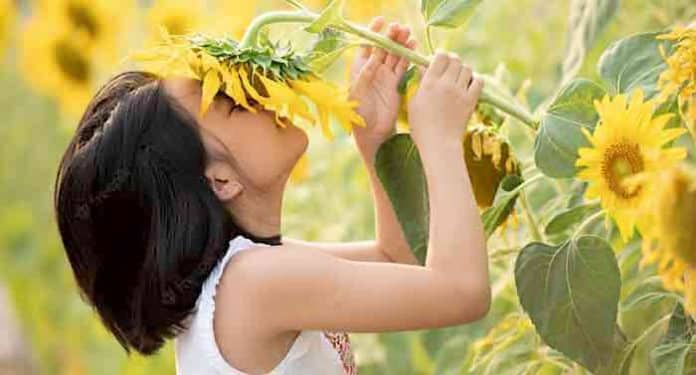 MDR JUMP: Sonnenblumensamen kostenlos bestellen