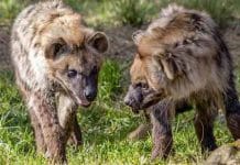 Safaripark Beekse Bergen Gutschein mit 30 Prozent Rabatt