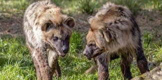 Safaripark Beekse Bergen Gutschein mit 30 Prozent Rabatt