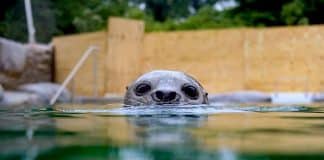 Zoo Osnabrück: 8 Millionen Euro teure „Wasserwelten“ eröffnet