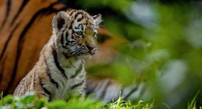 Tierpark Hagenbeck: Tigerbabys erstmals im Außengehege