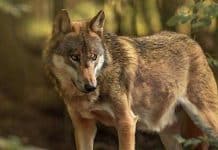 Tierpark Sababurg: Öffentliche Wolfsfütterungen im August 2022