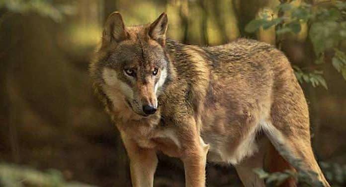 Tierpark Sababurg: Öffentliche Wolfsfütterungen im August 2022
