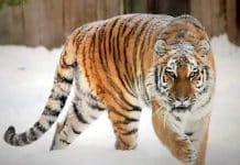 Tierpark Ströhen: Zoo freut sich über doppelten Tiger-Nachwuchs