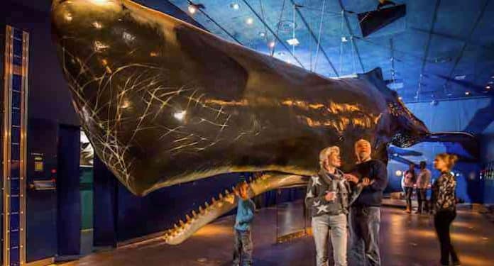 Multimar Wattforum: Seepferdchen und Wale zum Greifen nah