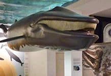Museum für Naturkunde und Umwelt Lübeck: Walen aus der Urzeit auf der Spur