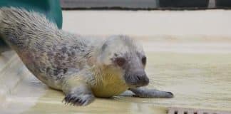 Seehundstation Friedrichskoog: Große Hilfe für Tiere in Not