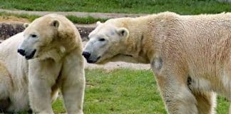 Tierpark Neumünster: Im Norden lebt der größte Eisbär Deutschlands